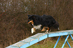 running Shetland Sheepdog