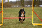 jumping Shetland Sheepdog