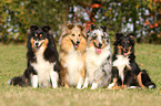 Shetland Sheepdogs