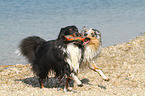 2 playing Shetland Sheepdogs