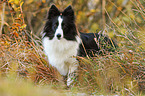standing Shetland Sheepdog
