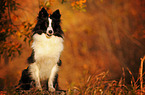 sitting Shetland Sheepdog