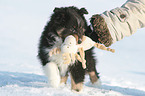 Shetland Sheepdog Puppy