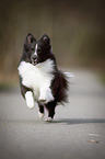 running Shetland Sheepdog