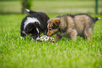 Shetland Sheepdog Puppies