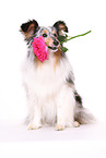 sitting Shetland Sheepdog