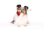 lying Shetland Sheepdog