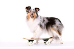 standing Shetland Sheepdog