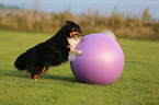 playing Shetland Sheepdog