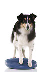 balancing Sheltie