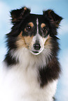 Sheltie Portrait