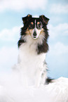 sitting Sheltie