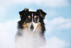 Sheltie Portrait