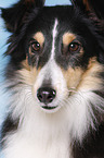 Sheltie Portrait