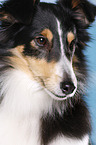 Sheltie Portrait