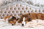 2 Shelties