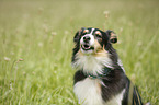 Sheltie Portrait