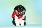Sheltie Puppy