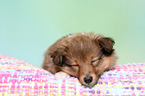 Sheltie Puppy