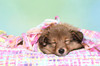 Sheltie Puppy