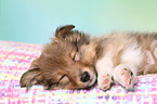 Sheltie Puppy