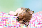 Sheltie Puppy