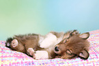 Sheltie Puppy