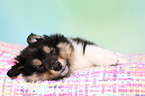 Sheltie Puppy