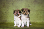 Shetland Sheepdog puppies