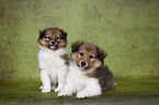 Shetland Sheepdog puppies