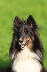 Sheltie Portrait