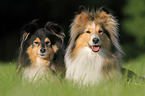 Shelties