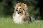 lying Sheltie
