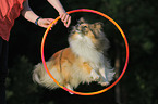 jumping Sheltie