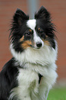 Sheltie Portrait