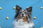 Sheltie Portrait