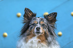 Sheltie Portrait