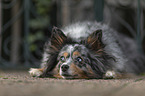 lying Sheltie