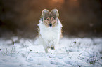 running Sheltie