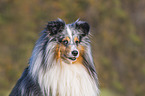 Sheltie portrait