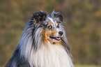 Sheltie portrait