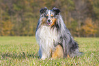 sitting Sheltie