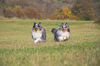 running Shelties