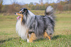 standing Sheltie