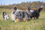 playing Sheltie