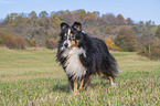 standing Sheltie