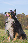 sitting Sheltie