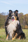 sitting Sheltie