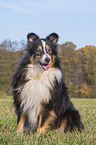 sitting Sheltie