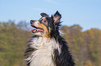 Sheltie portrait